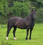 Welsh Section D Filly