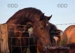 Welsh Section D Filly