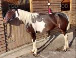 Sexy Legs, 13.3hh Ride and Drive Mare