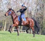 Professor, 16hh Standardbred Riding Gelding 