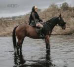 Professor, 16hh Standardbred Riding Gelding 