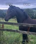 Trefnant Royal Gem, 14.2hh Riding Mare