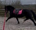 Trefnant Royal Gem, 14.2hh Riding Mare