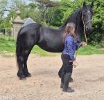 15.2hh Friesian Mare