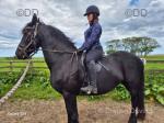 15.2hh Friesian Mare