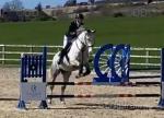 16hh Irish Draft Riding Gelding 