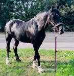 15.1hh Welsh Section D Mare