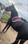 15.1hh Welsh Section D Mare