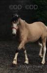 Gelding