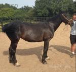 15.2hh Standardbred Mare Possibly in Foal