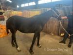 15.2hh Standardbred Mare Possibly in Foal