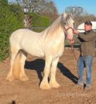 15.2hh Standardbred Mare Possibly in Foal