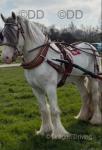 15.2hh Standardbred Mare Possibly in Foal