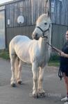Archie, 14hh Ride and Drive Gelding