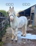 Archie, 14hh Ride and Drive Gelding