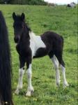 Jessie, Filly Foal