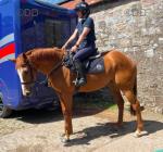 15.3hh Mare