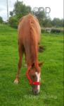 15.3hh Mare
