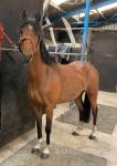 Luddington Hi Class, 12.2hh Hackney Mare