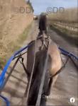 Luddington Hi Class, 12.2hh Hackney Mare