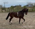 Luddington Hi Class, 12.2hh Hackney Mare