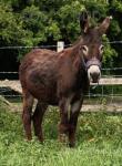Donkey Gelding