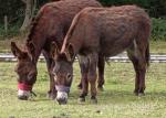 Donkey Gelding