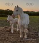 14.2hh  Mare with Filly Foal at Foot