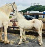 14.2hh  Mare with Filly Foal at Foot
