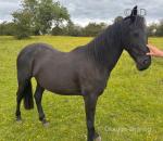 15.2hh Friesian x Mare