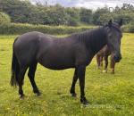 15.2hh Friesian x Mare