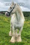 15hh Ride and Drive Gelding 