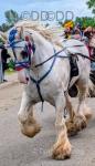 15hh Ride and Drive Gelding 