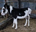 Pie Boy, Donkey Gelding 