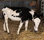 Pie Boy, Donkey Gelding 