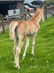 14.1hh Broodmare with Colt Foal at Foot