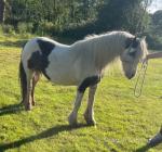 12hh Driving Mare