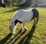 12hh Driving Mare
