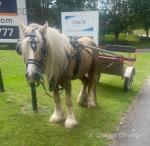 Casino, 14.1hh Ride and Drive Gelding