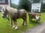 Casino, 14.1hh Ride and Drive Gelding