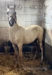 Duffield Prince, Yearling Welsh Section D Colt 