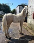 Duffield Prince, Yearling Welsh Section D Colt 