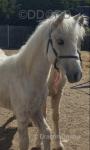 Duffield Prince, Yearling Welsh Section D Colt 