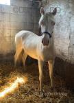 Duffield Misty, Yearling Welsh Section D Filly