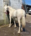Duffield Misty, Yearling Welsh Section D Filly