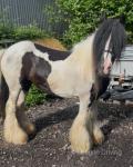 14.2hh Mare