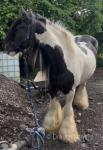 14.2hh Mare
