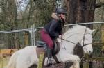 14hh Gelding