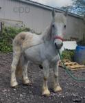 14hh Gelding
