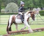 Pumpkin, 12hh Riding Mare